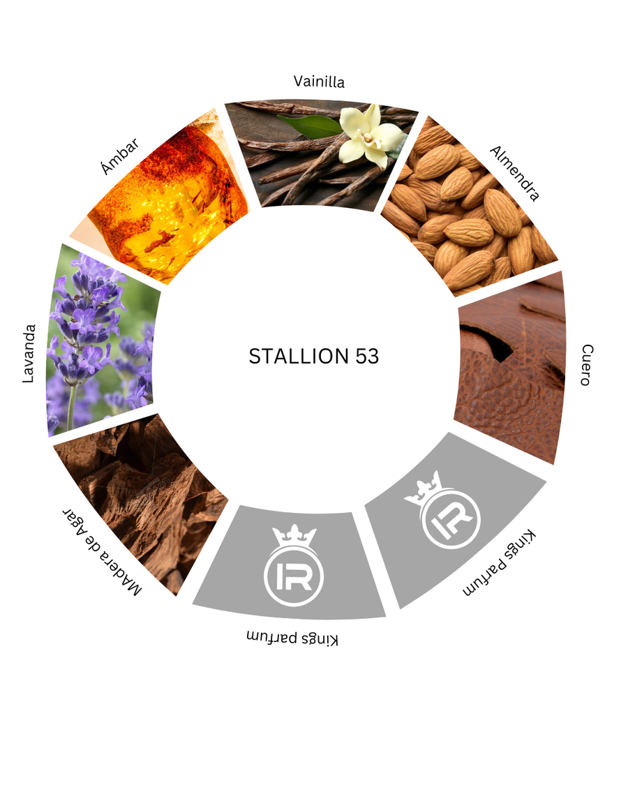 Notas olfativas de Stallion 53